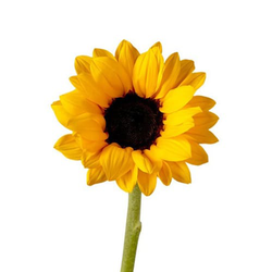 Girasol